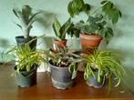 kamerplanten en agaphantus, Huis en Inrichting, Kamerplanten, Ophalen, Vetplant