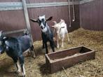 Dwerggeiten bokjes, Dieren en Toebehoren, Schapen, Geiten en Varkens, Mannelijk, Geit, 0 tot 2 jaar