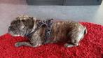 Berendrecht  : gezocht gratis buggy wegens operatie hond..., Ophalen