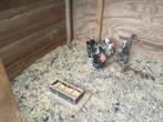 Chabo’s, Dieren en Toebehoren, Pluimvee, Kip