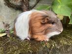 Cavia, slateblue goud wit coronet beertje met stamboom, Dieren en Toebehoren, Knaagdieren, Cavia, Mannelijk, Juli, Tam