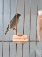 Parulines citronnelles