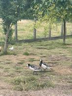 2 brandganzen te koop, Dieren en Toebehoren, Pluimvee, Meerdere dieren, Gans of Zwaan
