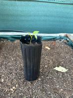 Pawpaw zaailingen – winterhard en  zoete vruchten, Ophalen, Lente, Vaste plant, Fruitplanten