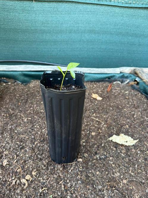 Pawpaw zaailingen – winterhard en  zoete vruchten, Tuin en Terras, Planten | Tuinplanten, Vaste plant, Fruitplanten, Lente, Ophalen