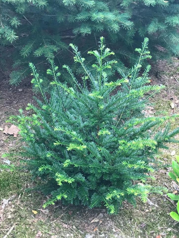TAXUS PLANTEN, Tuin en Terras, Planten | Bomen, Overige soorten, 100 tot 250 cm, Volle zon, Bloeit niet, Ophalen