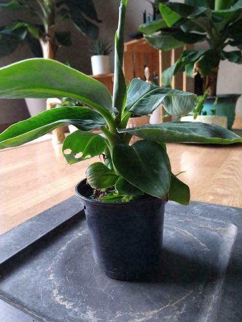 Musa dwarf Cavendish bananenplant tropicana kamerplant binne, Maison & Meubles, Plantes d'intérieur, Plante fruitière, Moins de 100 cm