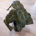 kunstplant, Huis en Inrichting, Ophalen, Nieuw