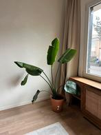Strelitzia 160cm hoog, Maison & Meubles, Plantes d'intérieur, Plante verte, Enlèvement, En pot, 150 à 200 cm