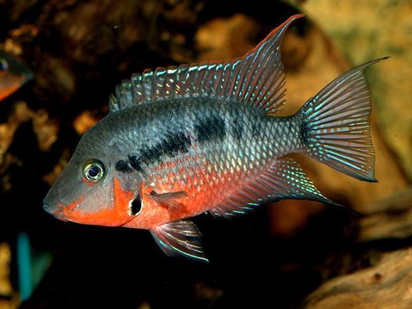 Amerikaanse cichliden, Dieren en Toebehoren, Vissen | Aquariumvissen