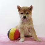 Vrolijke Belgische Shiba Inu-puppy's te koop, België, CDV (hondenziekte), 8 tot 15 weken, Meerdere