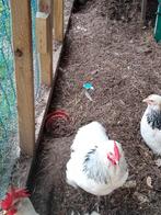 Haan, Dieren en Toebehoren, Pluimvee