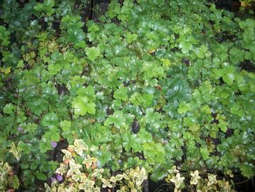 Waldsteinia  beschikbaar voor biedingen
