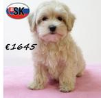 Schattige Maltipoo pups te koop, Dieren en Toebehoren, Honden | Chihuahua's en Gezelschapshonden, 15 weken tot 1 jaar, Buitenland