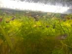 Mini guppy’s, Dieren en Toebehoren