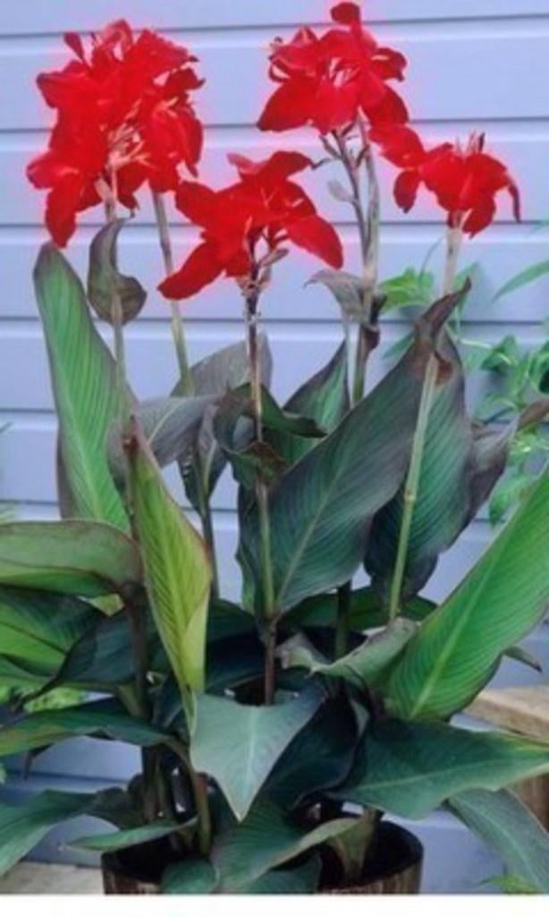 planten, Ophalen, Zomer, Eenjarig, Overige soorten