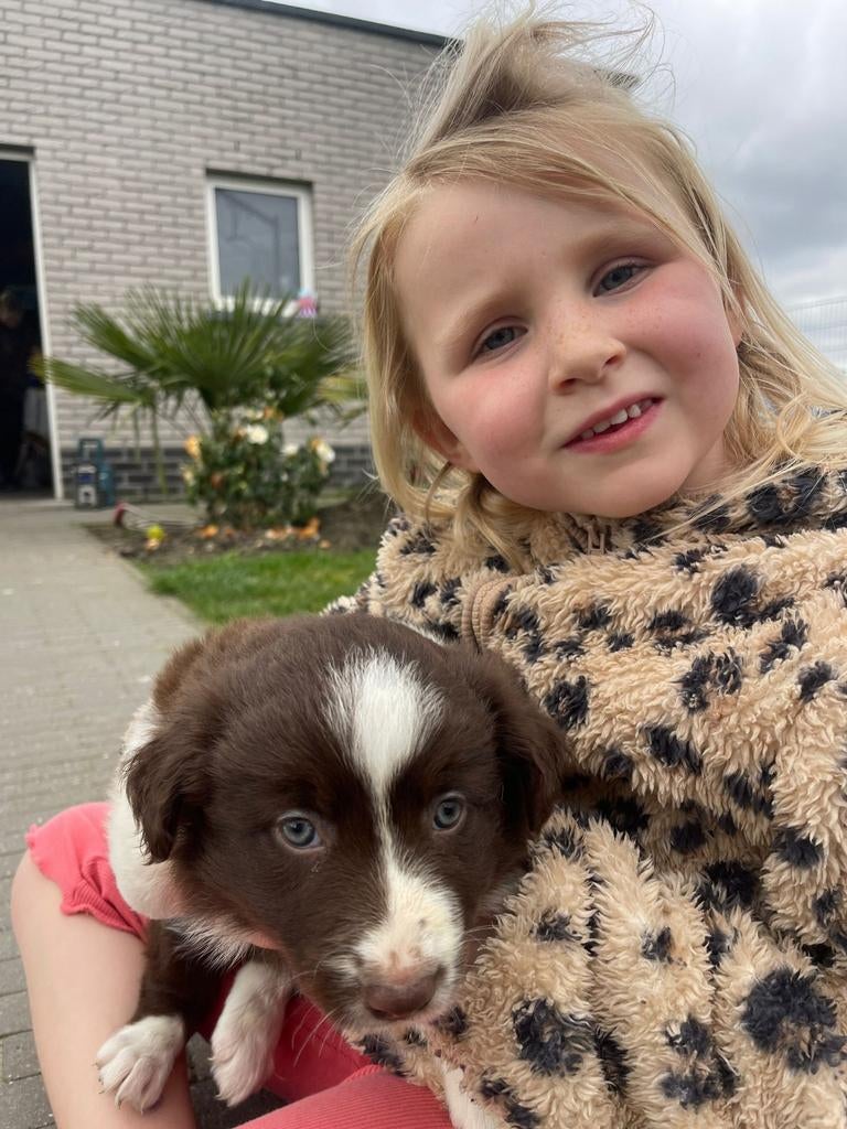 Border Collie pups, Animaux & Accessoires, Chiens | Bergers & Bouviers, Plusieurs animaux, Colley, Éleveur | Loisir, Plusieurs