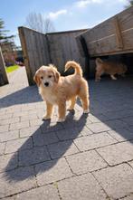 Chiots Knapp Goldendoodle de parents testés, Animaux & Accessoires, Chiens | Retrievers, Épagneuls & Chiens d'eau, Golden retriever