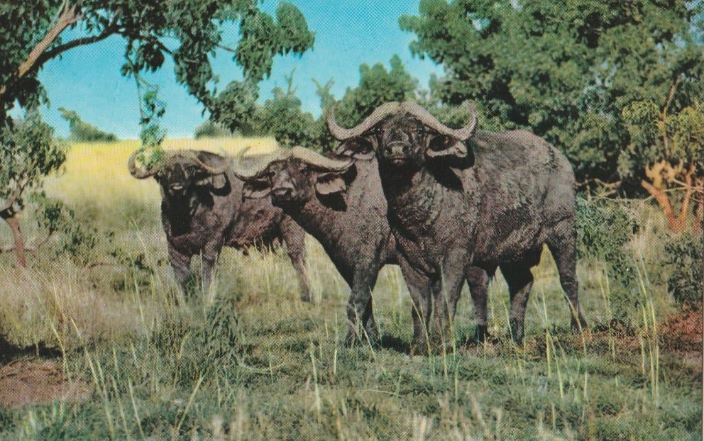 KAFFERBUFFELS  in  RUANDA  +  Mooie postzegel !, Verzamelen, Postkaarten | Dieren, Verzenden, 1960 tot 1980, Gelopen, Wild dier