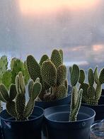 Opuntia microdaysys, Enlèvement