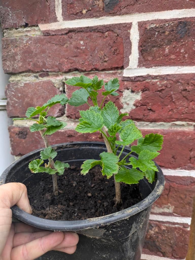 Jostabes, Ophalen, Zomer