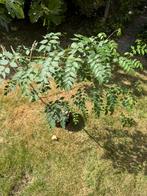 Trompet klimop kleur oranje, Ophalen