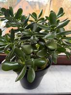 Crassula Ovata/Jadeplant, Huis en Inrichting, Kamerplanten, Ophalen