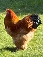 Mooie columbia buff zwart haan 2025 kraait zacht, Dieren en Toebehoren