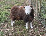 Herdwick bokje te koop, Animaux & Accessoires, Moutons, Chèvres & Cochons, Mâle, Mouton, 0 à 2 ans