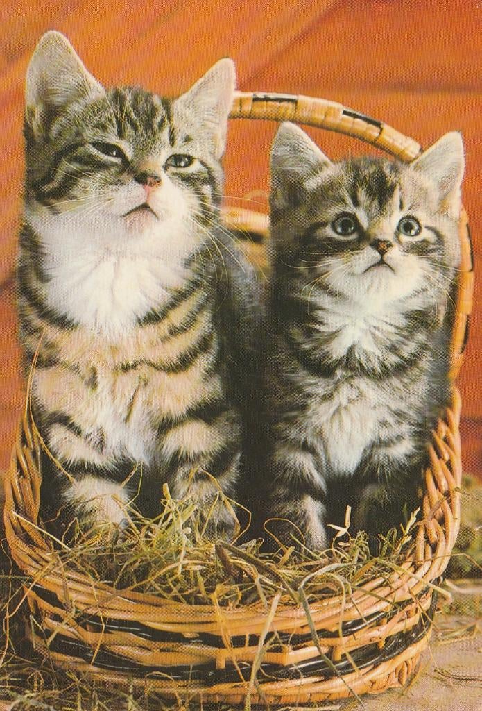 KATTEN   1, Collections, Cartes postales | Animaux, Envoi, 1980 à nos jours, Affranchie, Chien ou Chat