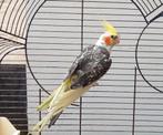 Schattige zingende mannelijke valkparkiet, Dieren en Toebehoren, Vogels | Parkieten en Papegaaien, Mannelijk, Parkiet