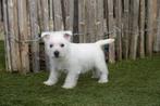 Prachtige West Highland White Terriërs (Westie) met stamboom, Parvo, België, Overige rassen, 8 tot 15 weken