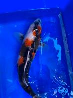 Showa, Dieren en Toebehoren