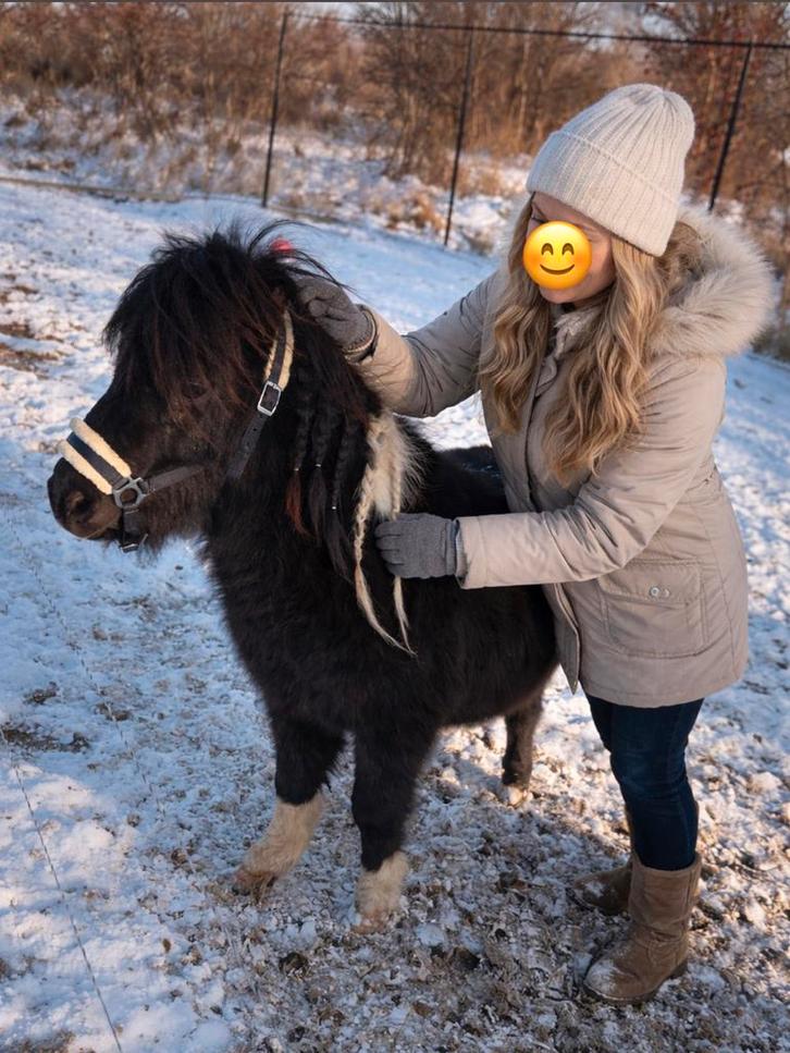 Shetlander zoekt nieuw huis, Dieren en Toebehoren, Paarden en Pony's | Overige Paardenspullen, Ophalen