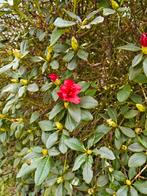 rhododendron struik gratis, Tuin en Terras, Ophalen