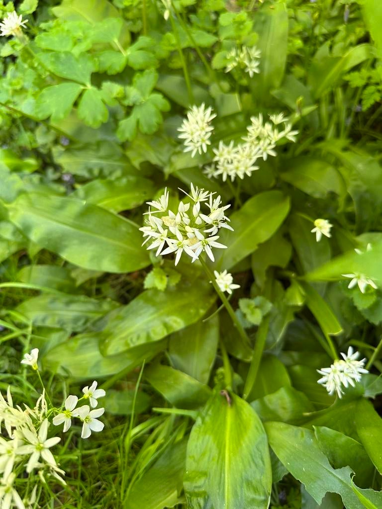 Ail des ours, Enlèvement