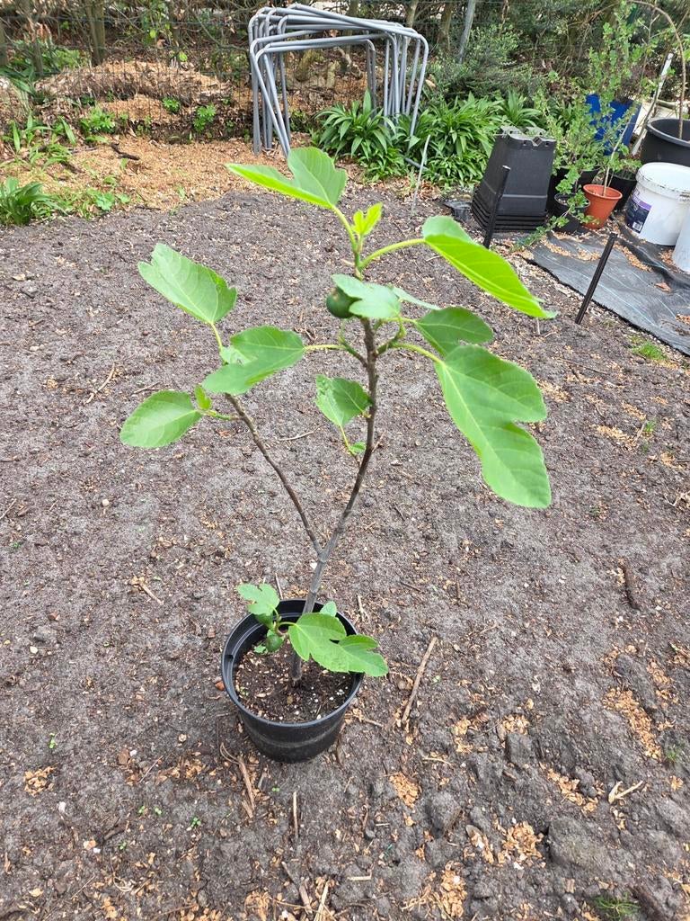 Vijgenboom, Ophalen, Vijgenboom