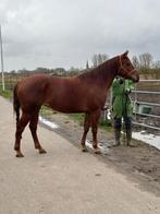 Zeer mooie 5-jarige Quarter Horse merrie, Dieren en Toebehoren, Merrie, Minder dan 160 cm, 3 tot 6 jaar, Westernpaard