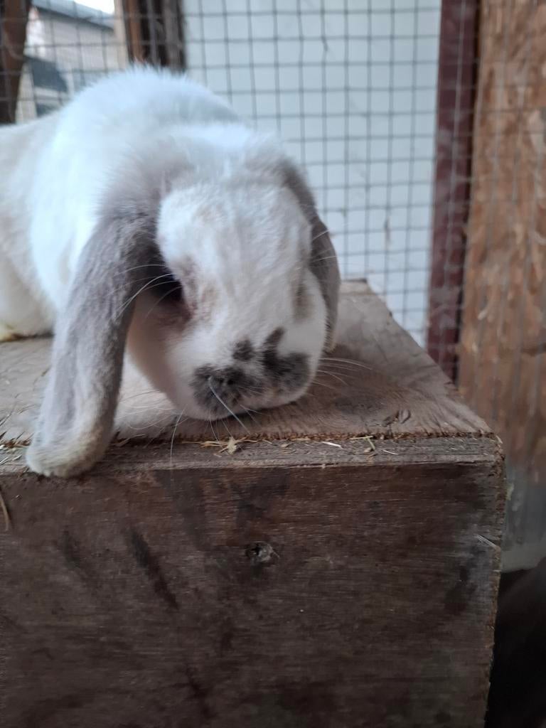 Nederlandse dwerg Hangoor voedster, Dieren en Toebehoren, Dwerg, Hangoor