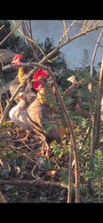 Koppel Chabo kippen, Dieren en Toebehoren, Pluimvee, Meerdere dieren, Kip