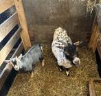 Geit Mieke + bok lam, Dieren en Toebehoren, Schapen, Geiten en Varkens, Geit