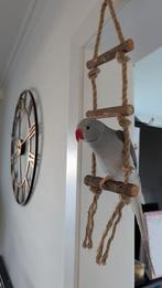 Tamme halsbandparkiet, Geringd