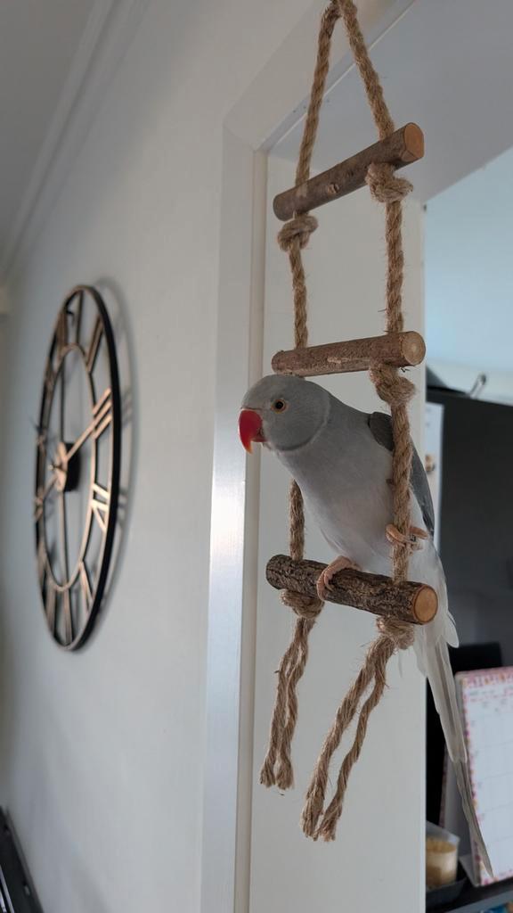 Tamme halsbandparkiet, Dieren en Toebehoren, Vogels | Parkieten en Papegaaien, Tam, Geringd