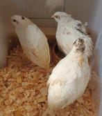 Japanse kwartels: varieteit AM Texas, Dieren en Toebehoren, Pluimvee