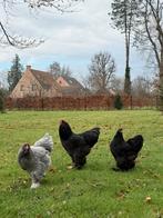 Brahma broedeieren, Dieren en Toebehoren, Pluimvee