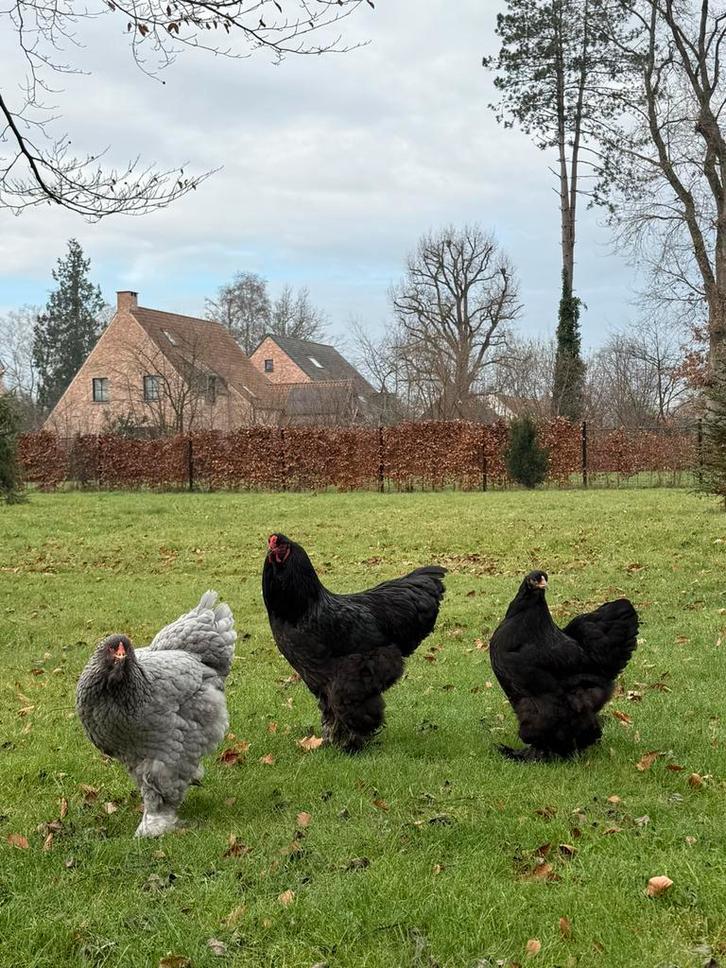 Brahma broedeieren, Dieren en Toebehoren, Pluimvee