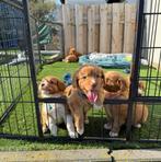 Prachtige nova scotia duck tolling retriever (toller) pups, Animaux & Accessoires, Chiens | Retrievers, Épagneuls & Chiens d'eau