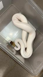 Ballpython, Animaux & Accessoires