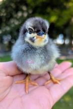 Pasgeboren kuikens kleurlegger olijflegger kippen, Poule ou poulet