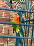 Te koop 3 mooie agaporisen nog heel jonge van 2026 met ring, Dieren en Toebehoren, Vogels | Overige Vogels, Geslacht onbekend